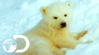 : Mother Polar Bear And Her Cubs Come Out Of Hibernation | Wildest Arctic