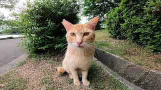 茶トラ猫をナデナデしてたら他の猫もモフられに来た