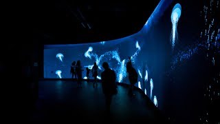 Virtual Gulf Stream Aquarium: Interactive Digital Wall Projection