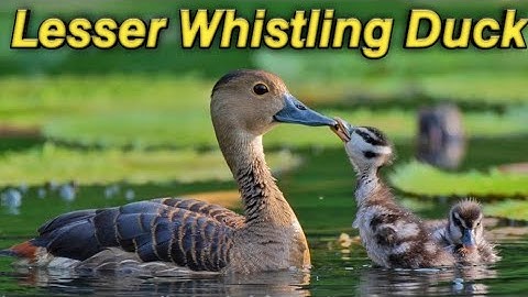 Lesser Whistling Duck | Indian whistling duck | Dendrocygna javanica | Lesser Whistling Duck chick