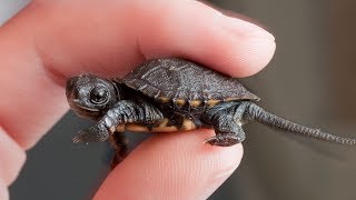 Saving B6, The Tiny Turtle