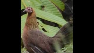 Pikat suara ayam betina birahi...di jamin 1000% si jantan langsung datang