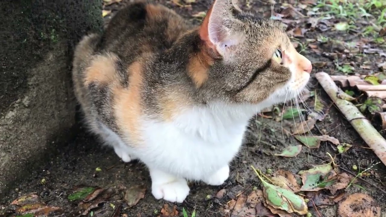 Where the Leaves Fall, the Cat Waits