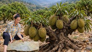Harvesting Rare Wild durianto Sell | Hardy Sweet Pears Survive Rough Village Land | off the grid