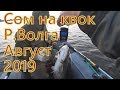 Сом на квок/ Волга / Август 2019