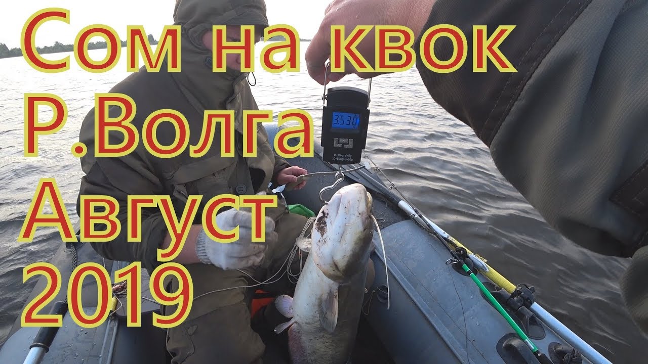 Сомы убийцы на волге