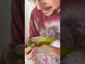 Quaker Parrot Enjoys Cuddles! Training Really Pays off