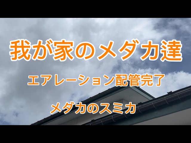 我が家のメダカ達 2026年4月22日 - YouTube