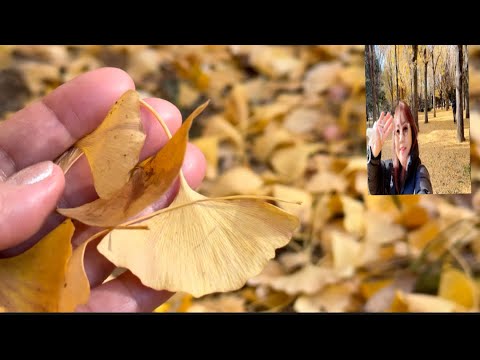 Exploring Yoyogi Park of Tokyo 2025 #beautiful #amazing