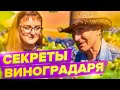 ВИНОГРАД ПОСПЕЕТ! СЕКРЕТЫ ВЫРАЩИВАНИЯ В СИБИРИ, ПОДМОСКОВЬЕ НА УРАЛЕ. ЗАЩИТИТЬ ОТ ВРЕДИТЕЛЕЙ!