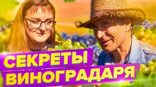 ВИНОГРАД ПОСПЕЕТ! СЕКРЕТЫ ВЫРАЩИВАНИЯ В СИБИРИ, ПОДМОСКОВЬЕ НА УРАЛЕ. ЗАЩИТИТЬ ОТ ВРЕДИТЕЛЕЙ!