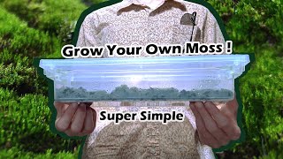 Growing your own moss at home