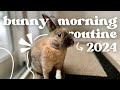 Morning rabbit routine  2024