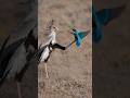 Secretary bird vs Kingfisher #wildlife #kingfisher #vs