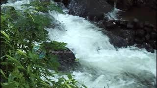 Video Air Sungai Mengalir Deras Sebagai Suara Alam Pegunungan