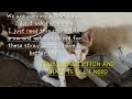 FEEDING STRAY CATS (MORNING MEAL)