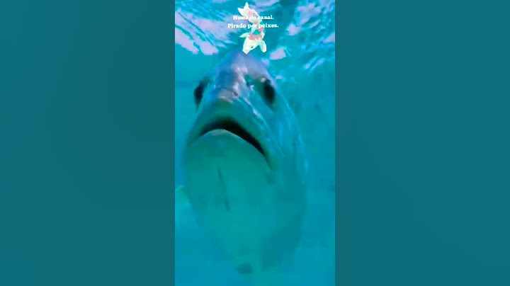Peixe marinho devora gaivota.🧐😱