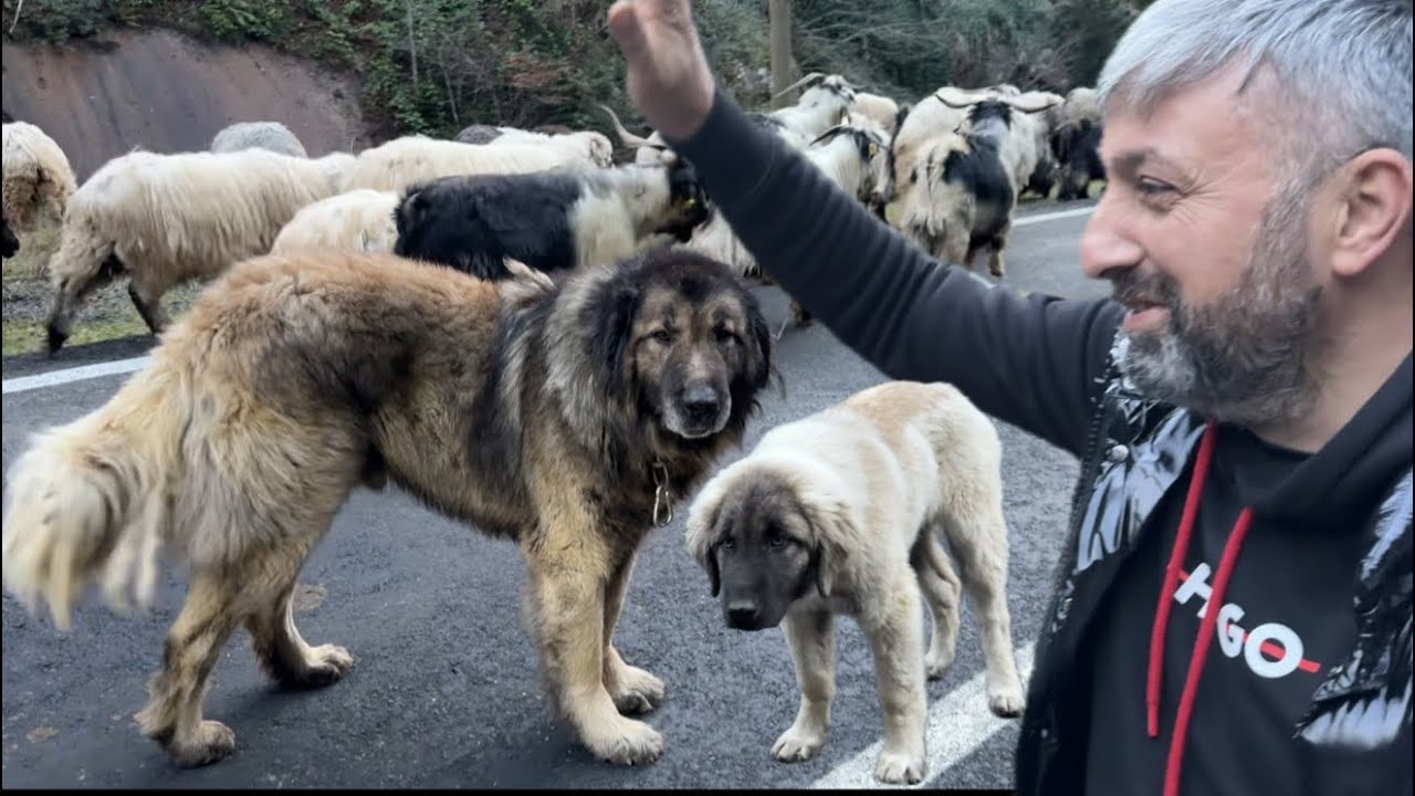 KARADENİZ ÇOBAN KÖPEKLERİNİ SÜRÜSÜNÜN YANINDA İNCELEDİK