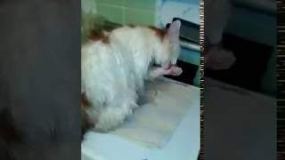 Найден бело-рыжий кот на Гагарина Найден бело-рыжий кот на Гагарина