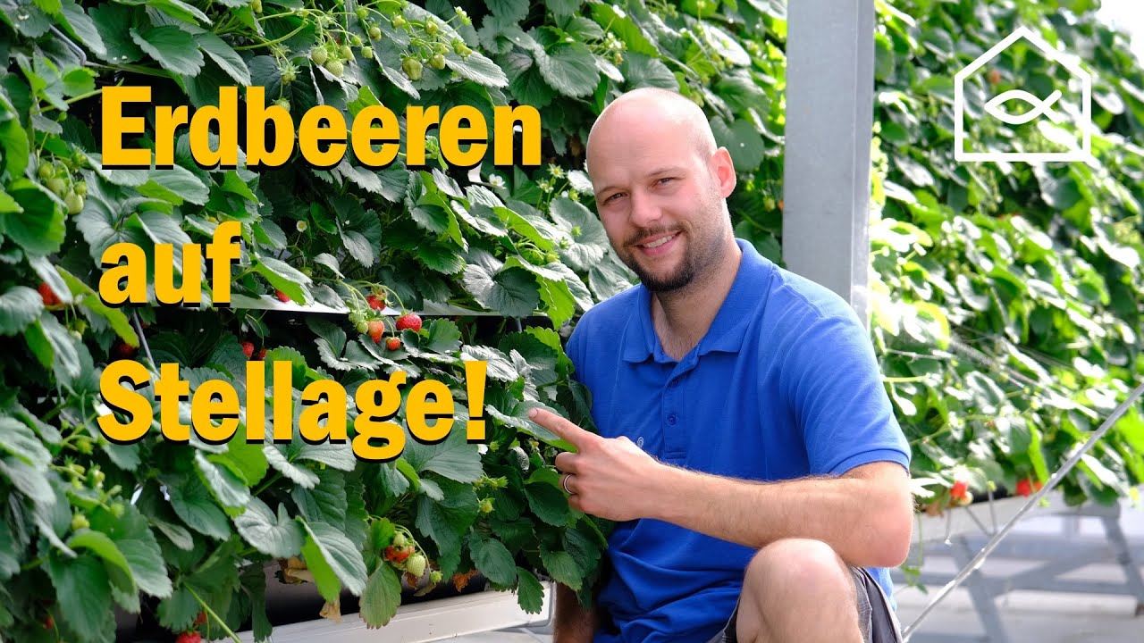 Erdbeeren auf Stellage! Anbau, Sorten, Bewässerung und Bestäubung