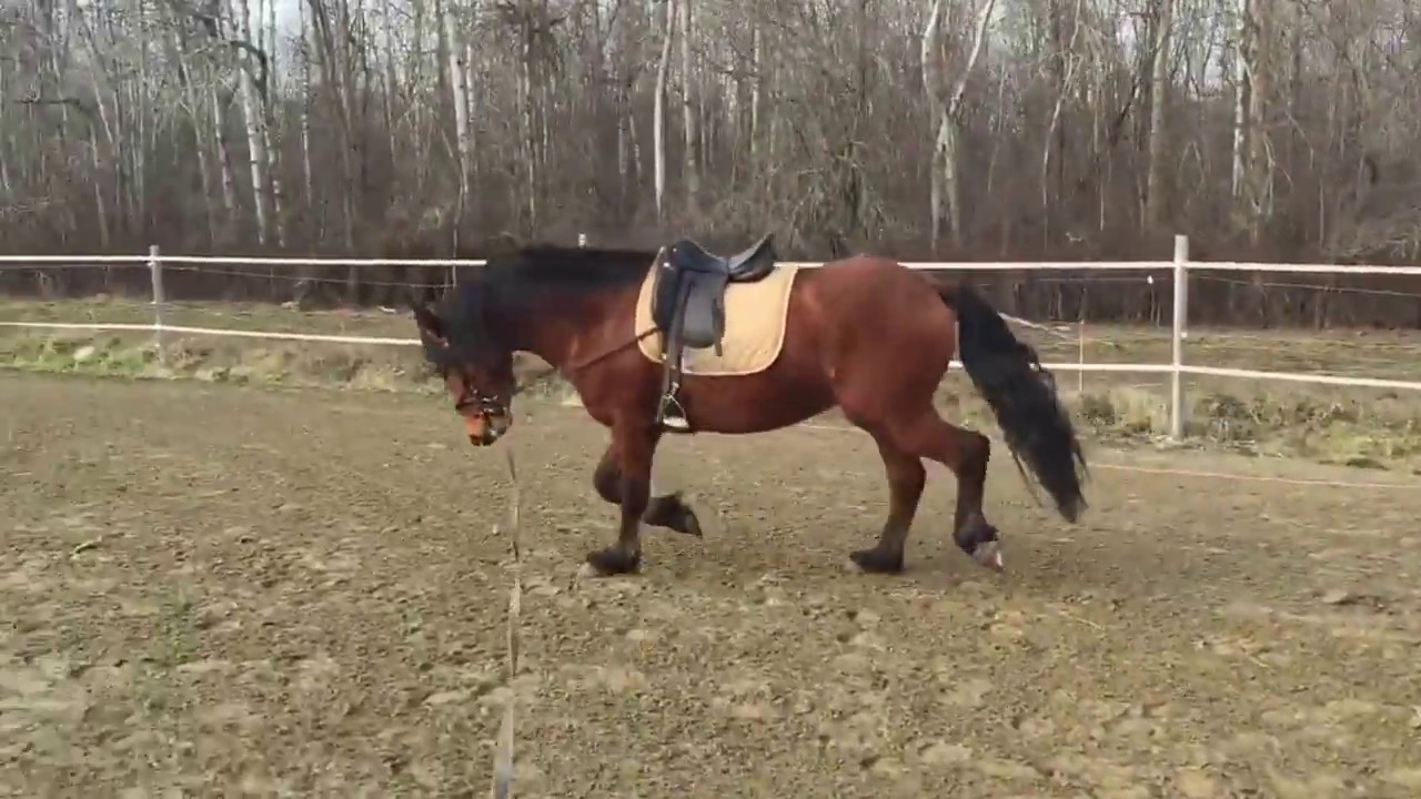 dressage arena Lunging with a Saddle and Hay Diving