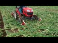 玉シャトル 根切機 玉ねぎ Onion 【キュウホー ASHORAGRI】