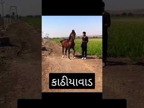 Video: Oldenburgas zirgs