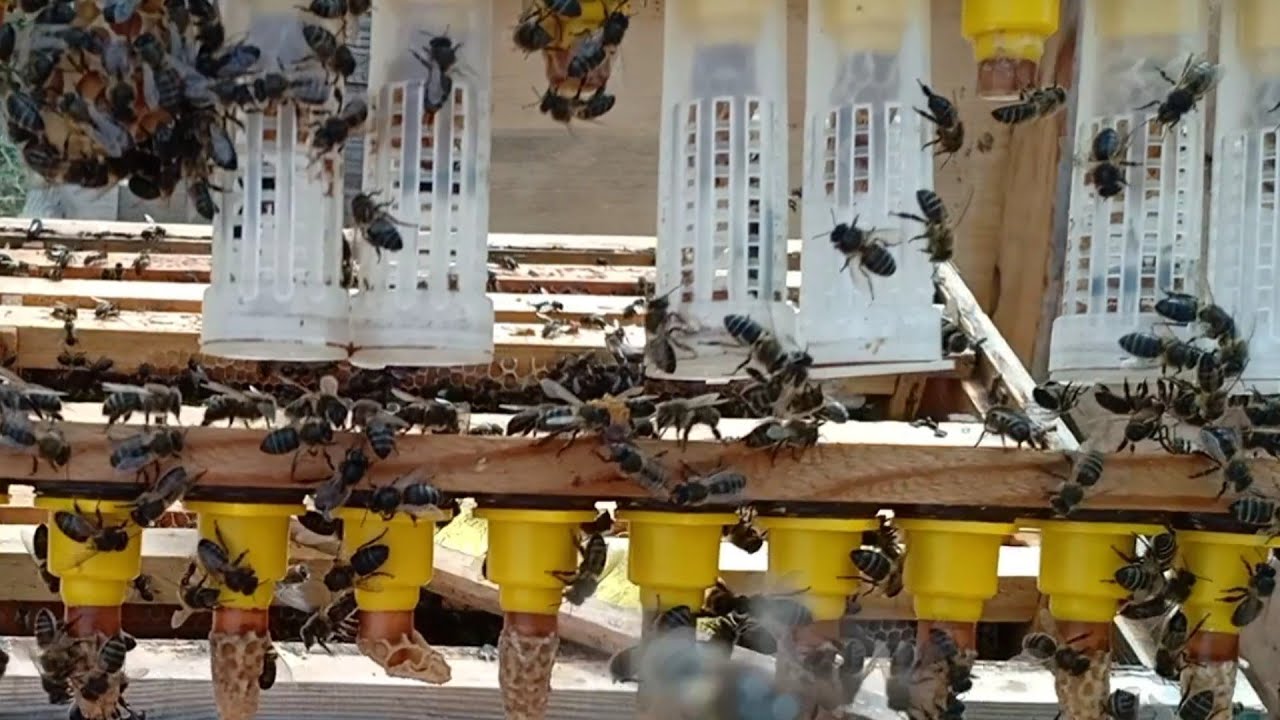 الحلقة 94 متابعة الملكات التي تمت تربيتها في الحلقة 92 بطريقة التطعيم.