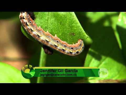 Video: Control e identificación de daños por gusano cogollero