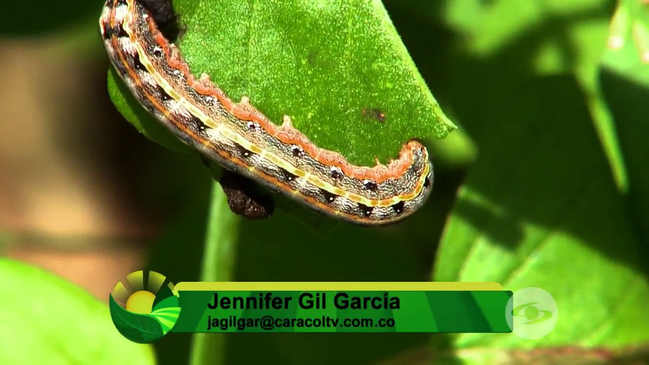 Insecticida casero para orugas