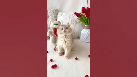Watch the video about Grey is a Cute British Kitten