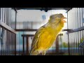 Spanish Timbrado Canary with beautiful haircut -Powerful Canary 's song for Training