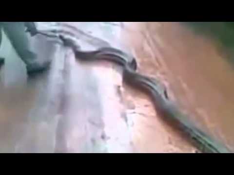 Video: Hur Ormar Förändrar Huden