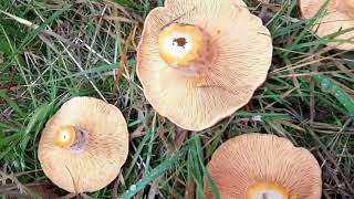 Đi tìm nấm thông(Mushrooms hunting)