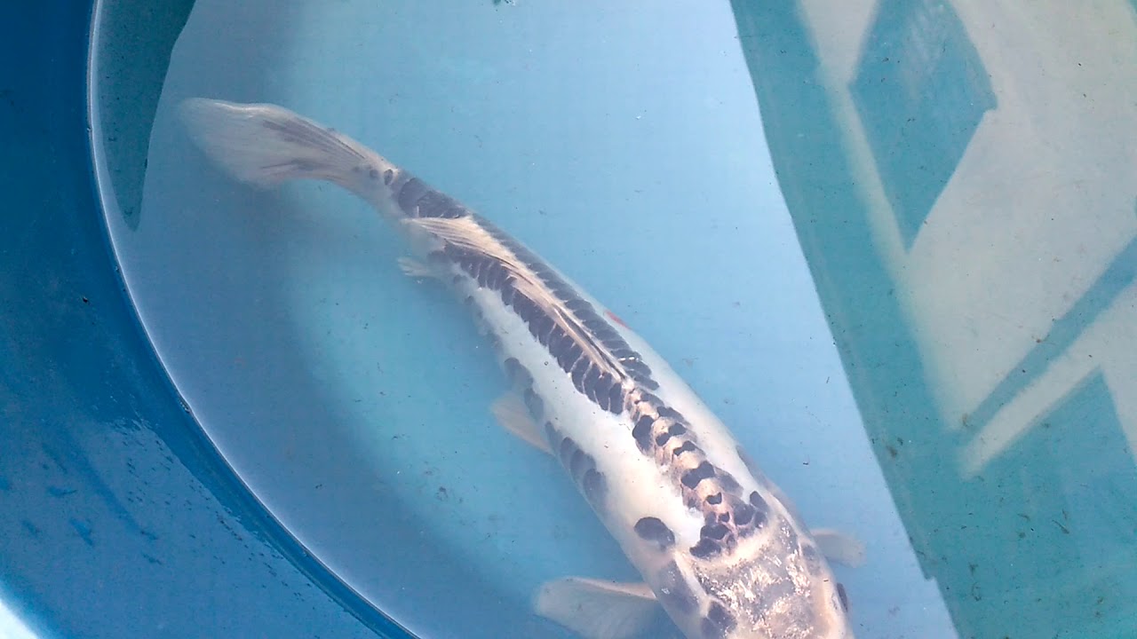 Shusui koi fish Ref. 2827 Koisland Store YouTube