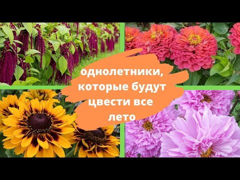 Красивые и неприхотливые ОДНОЛЕТНИКИ, которые будут цвести все лето