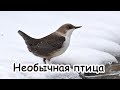 "Необычная птица"  - слайд-фильм для детей и подростков. Новинка 2018