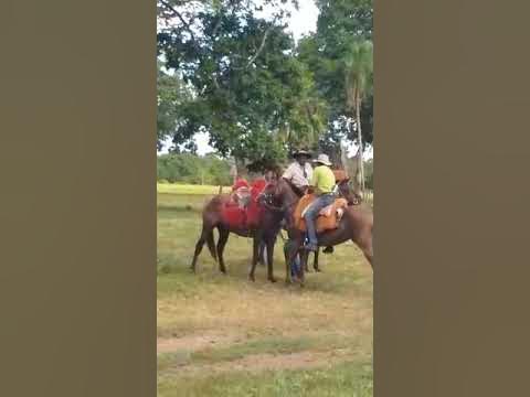 cavalo pulando com peão no pantanal｜Pesquisa do TikTok