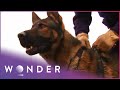 How Search Dogs Are Trained To Find People |  K9 Mounties  S1 EP2 | Wonder