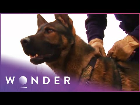 Videó: Pet Scoop: Secret Service Spotlámpa Hero K9s, kanadai katona, akit a kutyái gyászoltak