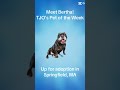 Learn more about Bertha at TJO Animal Control and Adoption Center in Springfield MA #westernmass