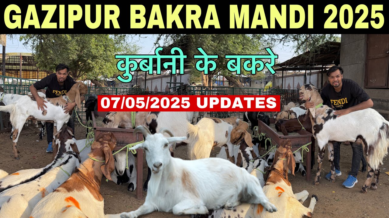 Gazipur Bakra Mandi Today Update 07/05/2025 | कुर्बानी के बकरे | Gazipur Bakra Mandi New Video