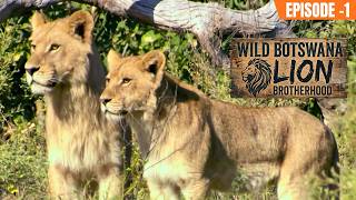 Wild Botswana: Lion Brotherhood (हिंदी) | Exiled Lions Fighting for a Kingdom | National Geographic
Tau and Banda were born into one of Africa’s most powerful lion prides, but survival in the wild is never guaranteed. Exiled from their family and left to fend for themselves, the young brothers must learn to hunt, fight, and survive against deadly rivals. Starving, hunted, and pushed to their limits, they face the ultimate test... can they rise from outcasts to kings of the savannah?
#natgeo #WildBotswanaLionBrotherhood #LionDocumentary #Wildlife #AfricanLions #BigCats #NatureDocumentary #Safari #WildAnimals #LionPride #AnimalKingdom #Africa
Subscribe to Nat Geo India: http://bit.ly/NatGeoIndiaSubscribe
► Connect with National Geographic India for more:
◼ Facebook: https://fb.com/natgeotv.india/
◼ Instagram: https://www.instagram.com/natgeoindia
◼ Twitter: https://twitter.com/NatGeoIndia
#NatGeoIndia Wild Botswana: Lion Brotherhood (हिंदी) | Exiled Lions Fighting for a Kingdom | National Geographic