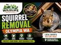 Squirrel Removal Olympia WA | Attic Squirrel Removal & Wildlife Control Services