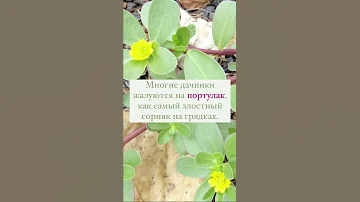 Надоел портулак? Как бороться с сорняками