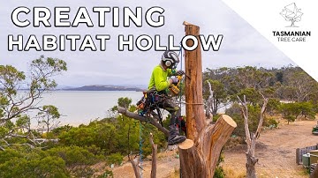 HABITAT HOLLOW CREATION - SANDFORD TASMANIA