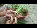 Video-1 How to repot Rain lily plant