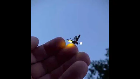 Fireflies, also known as lightning bugs, produce a cold light with no infrared..