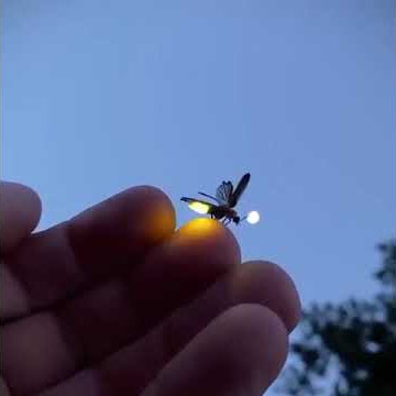 Fireflies, also known as lightning bugs, produce a cold light with no infrared..