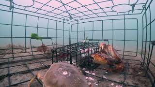 GoPro in crab trap 1.2  Secrets of Crabbing, Rocky Versus Barney